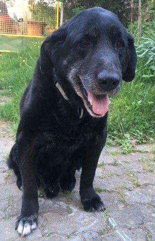 Očkování proti vzteklině